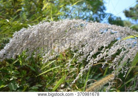 Saccharum Spontaneum Or Kash Phool, Note  Select Focus With Shallow Depth Of Field