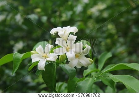 Andaman Satinwood, Chanese Box Tree, Cosmetic Bark Tree, Orange Jasmine, Orange Jessamine, Satin Woo