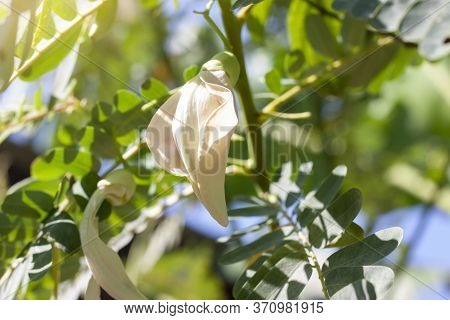 Agasta, Sesban, Vegetable Humming Bird, Butterfly Tree, Agati Bloom With Sunlight On Blur Nature Bac