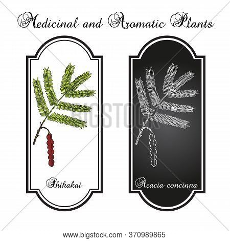 Shikakai Acacia Concinna , Or Soap Bobs, Saptala, Medicinal Plant. Hand Drawn Botanical Vector Illus