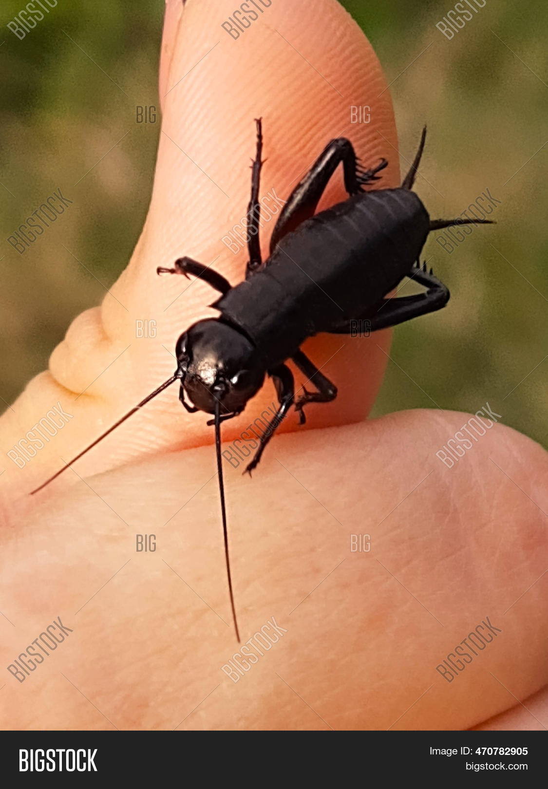 Field Cricket Species Image & Photo (Free Trial) Bigstock