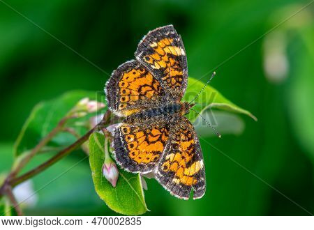 A Beautiful Pearl Crescent Butterfly Captured While Feeding On A Northwoods Woodland Wildflower.