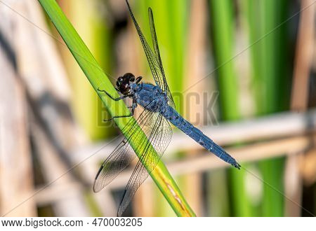 A Beautiful Male Slaty Skimmer Dragonfly Perching Nicely On Wetland Vegetation In This Wisconsin Bog