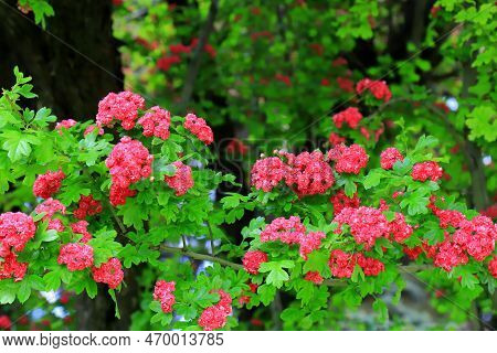 Common Hawthorn Prickly Swaying In Wind. Tree, Bushes Of Hawthorn Crataegus Laevigata With Small Pin