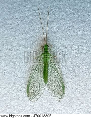 Beautiful Green Insect Macro Close Up Photography