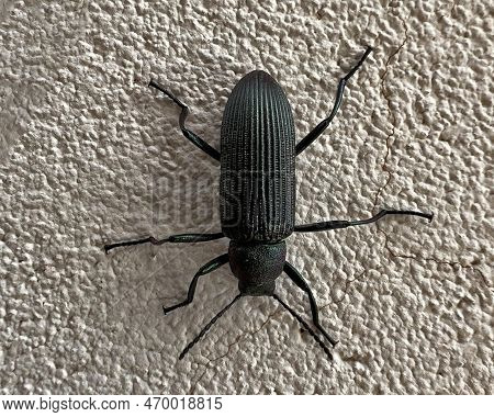 Small Black Insect Beetle Macro Photography Close Up