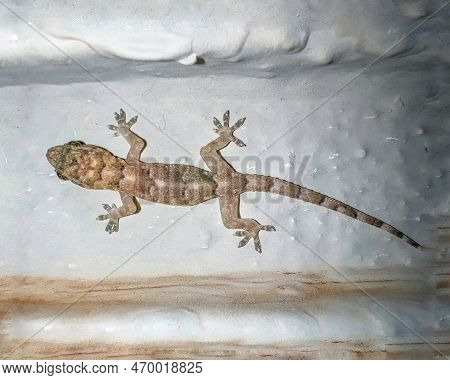 Small Gecko On The Wall Macro Photography Close Up