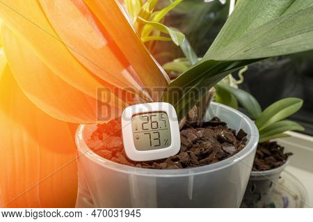 Measurement Of Humidity And Temperature Of Houseplants. Thermometer-hygrometer On The Background Of 