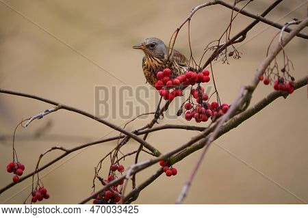 The Fieldfare - Turdus Pilaris Is A Member Of The Thrush Family Turdidae
