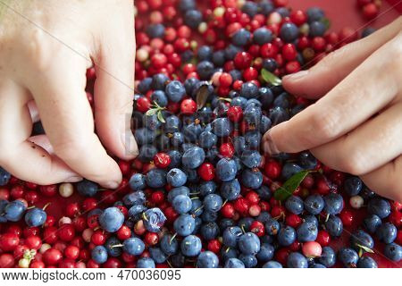 Fresh Blueberries And Lingonberries Are Sorted By Hand.