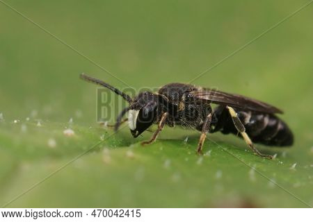 Natural Closeup On A Small White-jawed Yellow-face Bee, Hylaeus Confusus Sitting On A Green Leaf