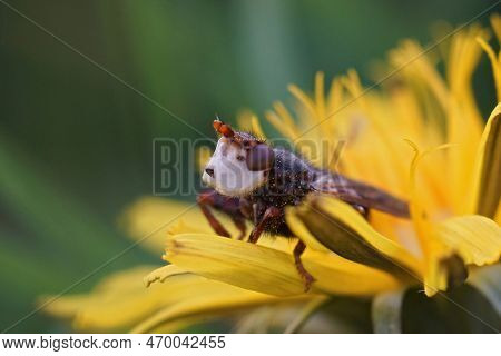 Natural Lateral Closeup On Myopa Testacea , A Parasite Fly On Solitary Bees, Sitting In A Yellow Dan