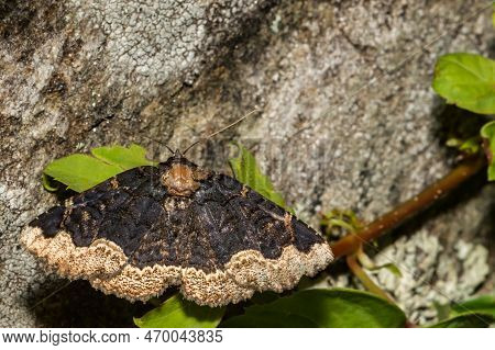 A Close Up Of A Horrid Zale Moth - Zale Horrida