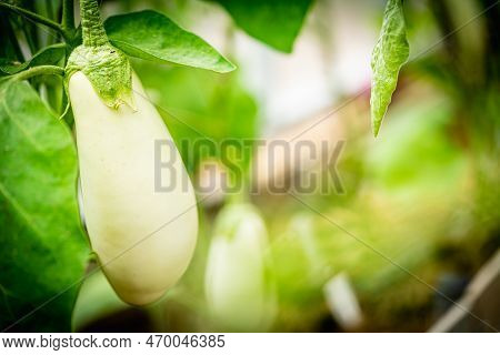 Close-up White Eggplant Plant Growing In Greenhouse. Aubergine Plants In Plantation. Aubergine Veget
