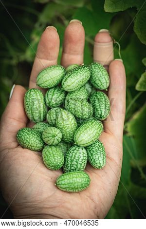 Melothria Scabra. American Cucumber Is A Small Fruit That Resembles A Cucumber In Taste, Looks Like 