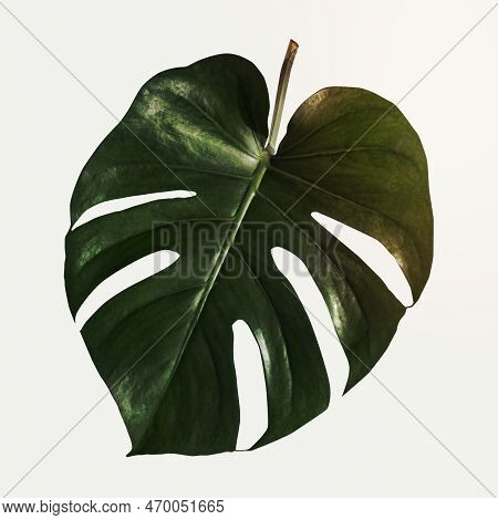 Monstera Delicosa Plant Leaf On A White Background