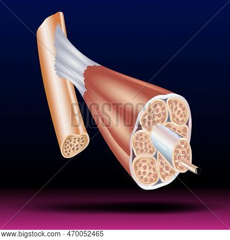 Structure Of Skeletal Muscle - Skeletal Muscle Structure With Anatomical Inner Layers - Fascicle, Ep