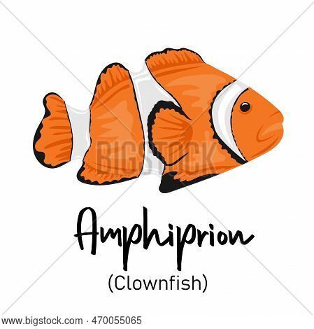 Clownfish (amphiprion). Marine Dweller With Colorful Body And Fins For Swimming. Concept Of Sea And 