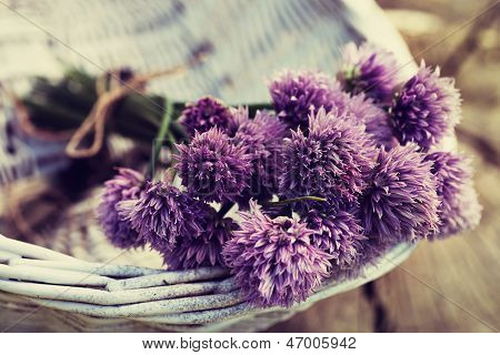 Fleur de ciboulette fraîche