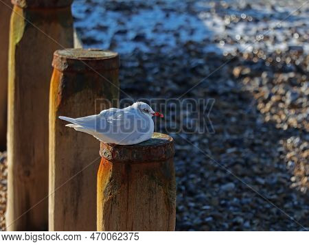 Mediterranean Gull On Groyne Post At Selsey In West Sussex,