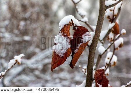 Hamamelis in winter. Yellow leaves and branches of Hamamelis virginiana covered with snow.