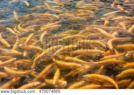 Large Individuals Of Rainbow Trout Swim On The Surface Of The Water In Anticipation Of Feeding Durin