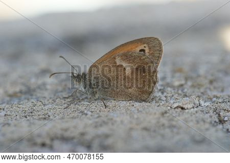 A Closeup Of Small Heath, Coenonympha Pamphilus, Butterfly Sitting On A Stone With Closed Wings