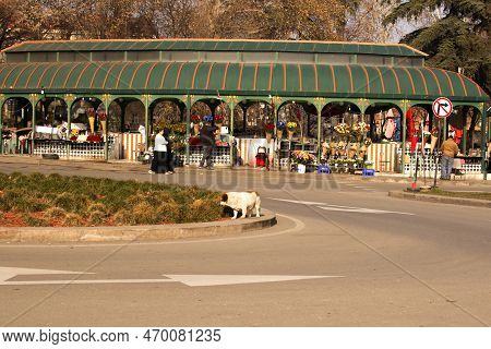 Tbilisi, Georgia - January 18 , 2023: A Flower Market At The Orbeliani Square In The Downtown Tbilis