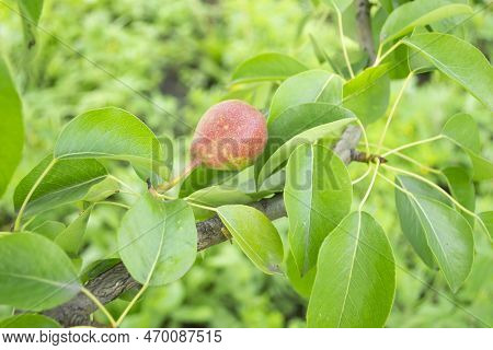Pear On A Tree. Pear Growing. Among The Green Leaves Of The Tree Is A Red Pear. Pear Fruit On The Pl