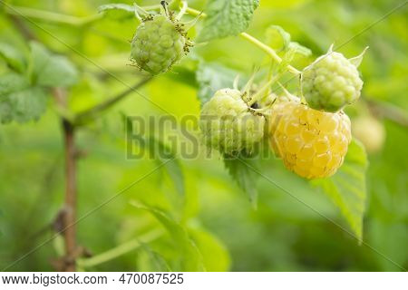 Yellow Raspberries On A Bush. Summer Berries - Yellow Raspberries. Yellow Raspberries Ripened Among
