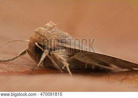 Closeup On The White-point Owlet Moth, Mythimna Albipuncta Sitting On Wood