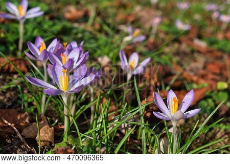Close-up Of The Blooming Light Purple Crocuses In The Sunlight