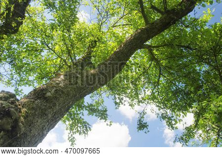 An Old Apple Tree At Topsmead State Forest In Litchfield Connecticut.