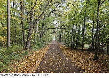 Beautiful Forest Path Near Weissach In The Heckengau.