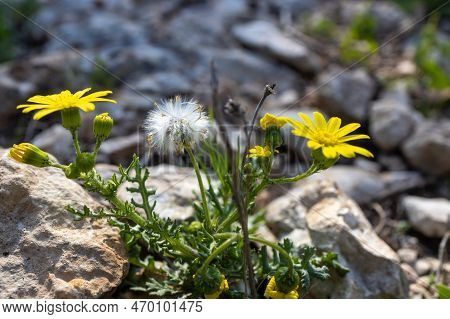 Yellow Wildflowers Camphor Weed (heterotheca Subaxillaris) Bloom On The Shores Of A Lake In Rishon L