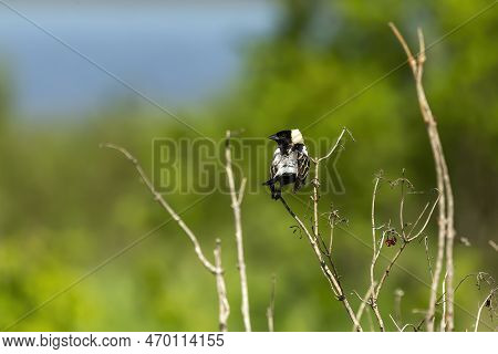 Bobolink (dolichonyx Oryzivorus). During Breeding Season, This Species Prefers Open Grasslands With 