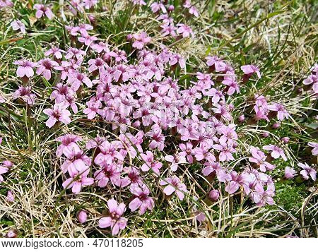 Silene Acaulis, Known As Moss Campion[1] Or Cushion Pink, Is A Small Mountain-dwelling Wildflower Th