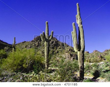 Arizona Landscape