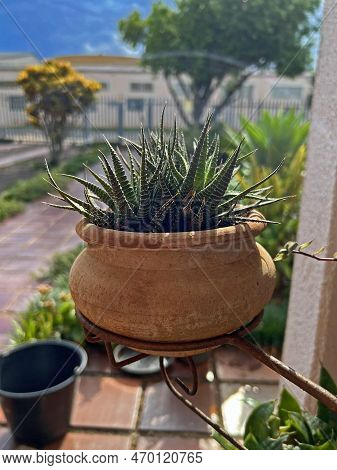 Plant Haworthia Fasciata Potted Succulent Garden Green