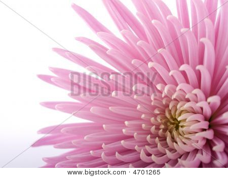 ดอกไม้สีชมพู