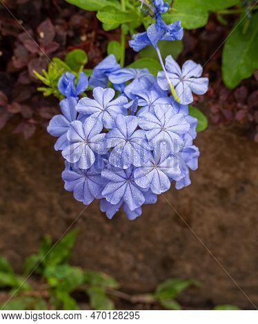 Indian Leadwort Flower Or Scarlet Leadwort In Full Bloom (plumbago Indica). Blurred Natural Green Ba