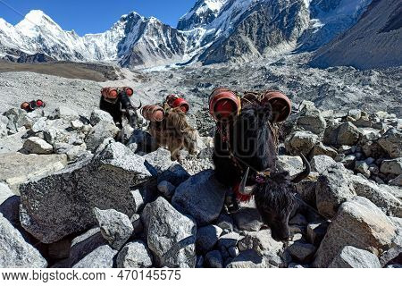 Yaks Is The Only Way To Carry Goods And Gas Up To Everest Base Camp. Yaks Carrying Empty Gas Cylinde