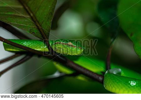 Borneo Keeled Pit Viper (tropidolaemus Subannulatus), One Of The Most Iconic Pit Viper In Borneo.