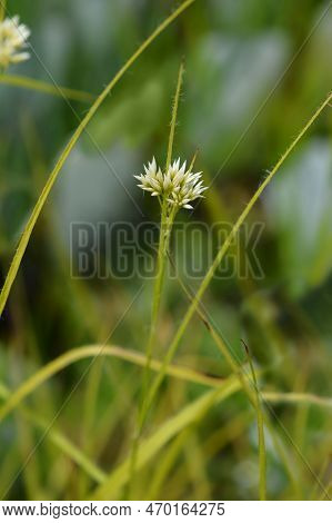 Snow-white Wood Rush Flower Buds In The Spring