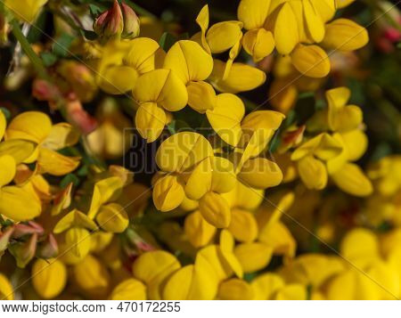 Lots Of Flowers With Yellow Petals Close-up. Flowers Of The Whin Plant, Macro. The Plant Is In Bloom