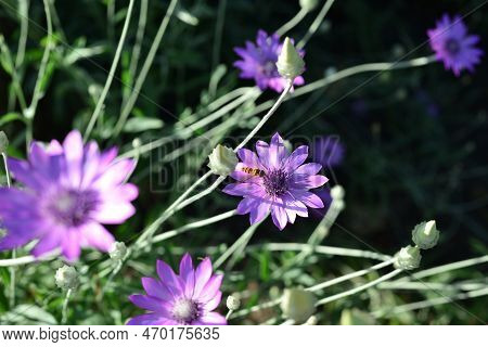 Purple Flower Of Annual Everlasting Or Immortelle, Xeranthemum Annuum, Macro, Selective Focus