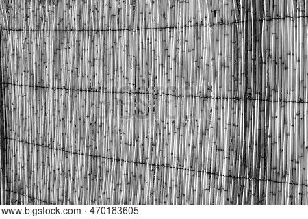 A Reed Wall In The Last Rays Of The Setting Sun.  Monochrome