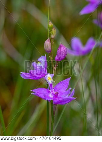 This Beautiful Grasspink Orchid Was Found Growing In A Wisconsin Northwoods Bog In Abundance.