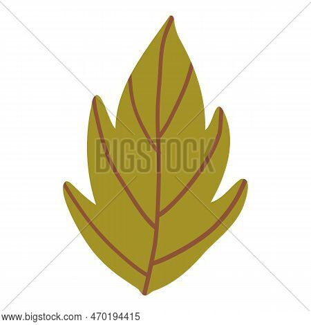 Colored Pumpkin Leaf Hand Drawn Vector Graphic Illustration. Colorful Drawing Autumn Vegetable Whole