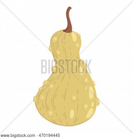 Colored Pumpkin Hand Drawn Vector Graphic Illustration. Colorful Drawing Autumn Vegetable Whole, Sli
